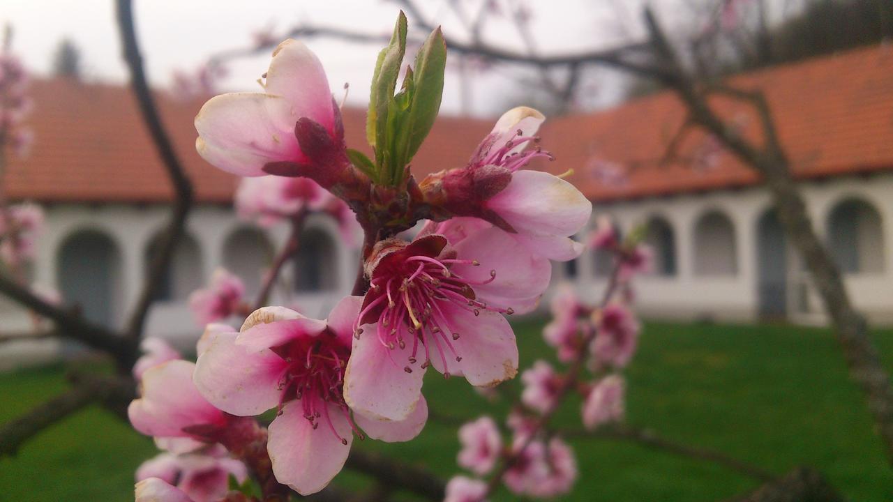 Bakta Haz Hotel Egerbakta Buitenkant foto